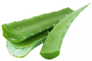 অ্যালোভেরা (ঘৃতকুমারী) ১ টি