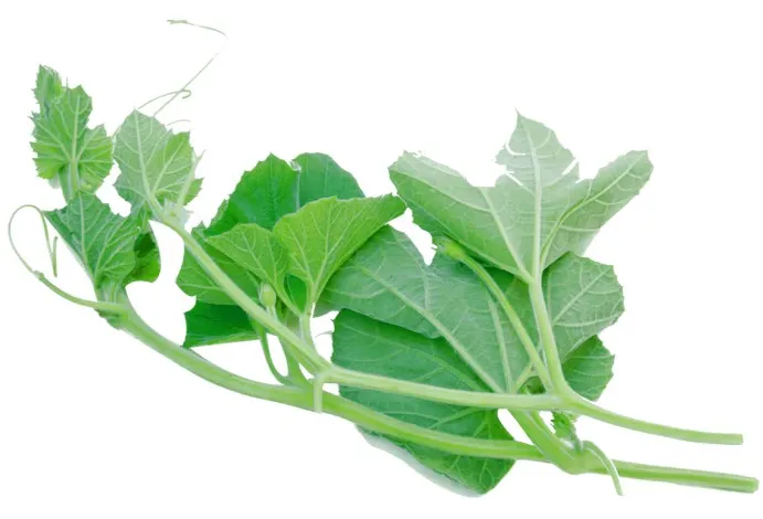 কুমড়া শাক ৫০০ গ্রাম